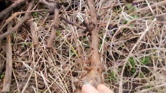 УБИРАЮ С УЧАСТКА СТАРЫЙ ВИНОГРАД 1 апреля 2023 года. смотреть онлайн