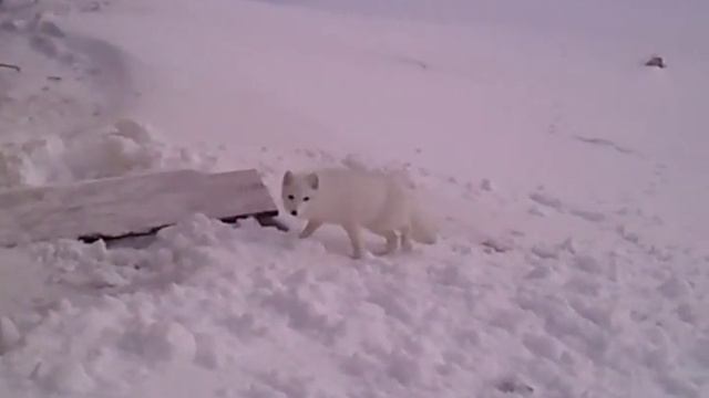 Песец на Крайнем Севере смотреть онлайн