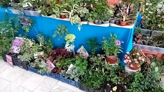 Выставка в Каневской. Цветы для дома и для сада.
