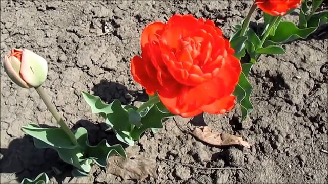 Миранда махровый тюльпан смотреть онлайн