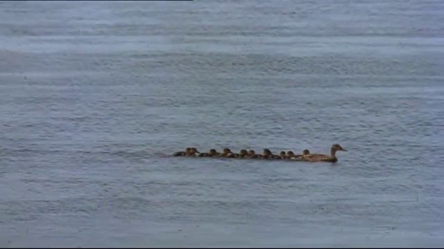 1971 - Friends / Elton John - Michelle's Song смотреть онлайн