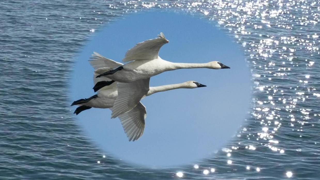 Летите, лебеди, летите! Авана смотреть онлайн