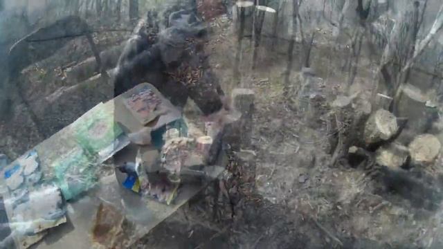 ЧТО БУДЕТ ЕСЛИ ПОСАДИТЬ ГРИБЫ НА ДАЧЕ | МОЖНО ЛИ ? | 1 серия. смотреть онлайн