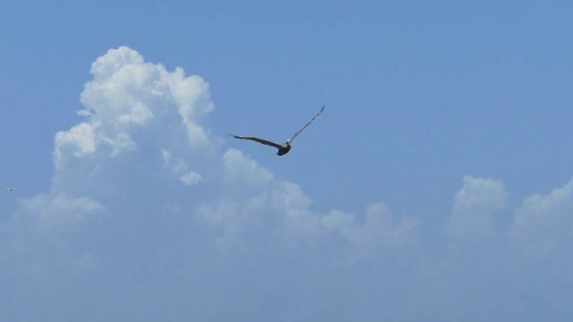 Pelican Birds flying on the sky смотреть онлайн