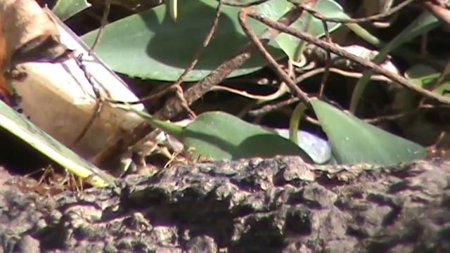 Sony DCR-SR47 60x optical Zoom test (with tripod) смотреть онлайн