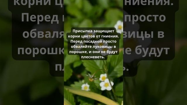 Опытные садоводы всегда покупают детскую присыпку! На даче она творит чудеса #shorts смотреть онлайн