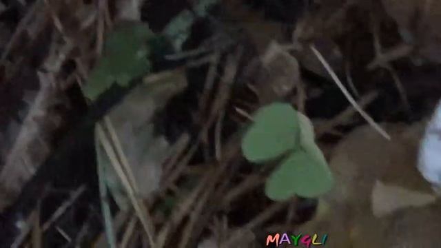 Рядовка серая настоящая.