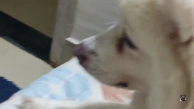 Pyara sa ek new member?| Golden Retriever смотреть онлайн