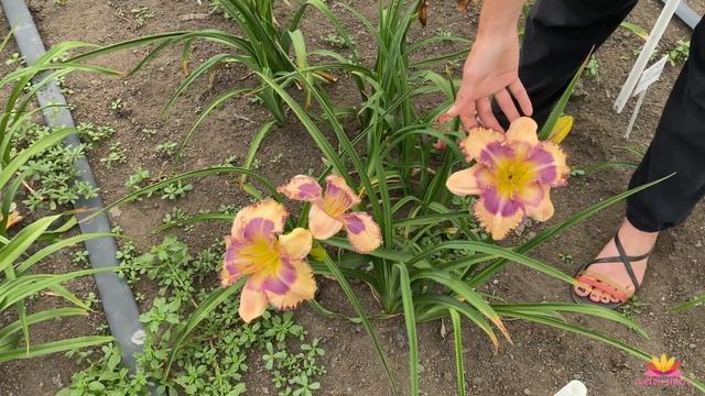 Лилейники Ворошиловой А.Б. Часть 3 / Сад Ворошиловой смотреть онлайн