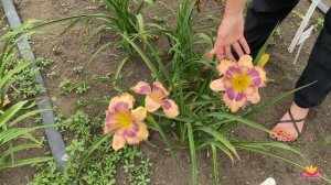 Лилейники Ворошиловой А.Б. Часть 3 / Сад Ворошиловой