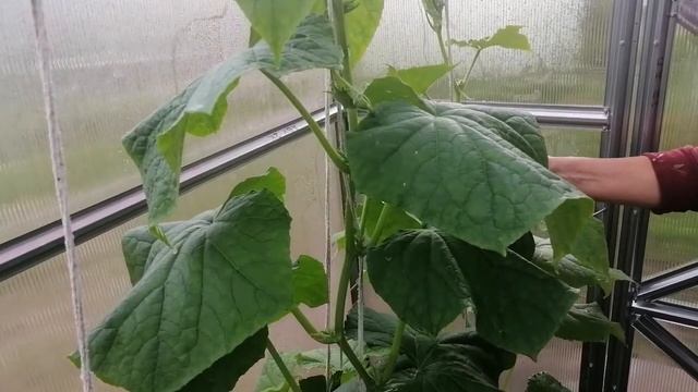 Обзор нашей теплицы. Что в ней растет