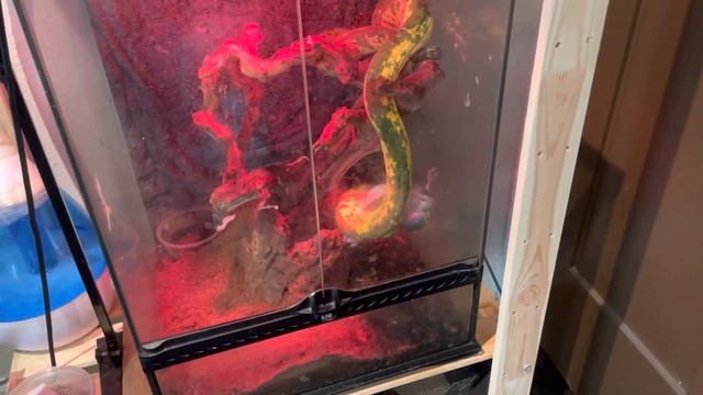 Live Feeding A Green Tree Python смотреть онлайн