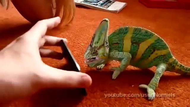 Chameleon was frightened by iphone игуана удевлина смотреть онлайн
