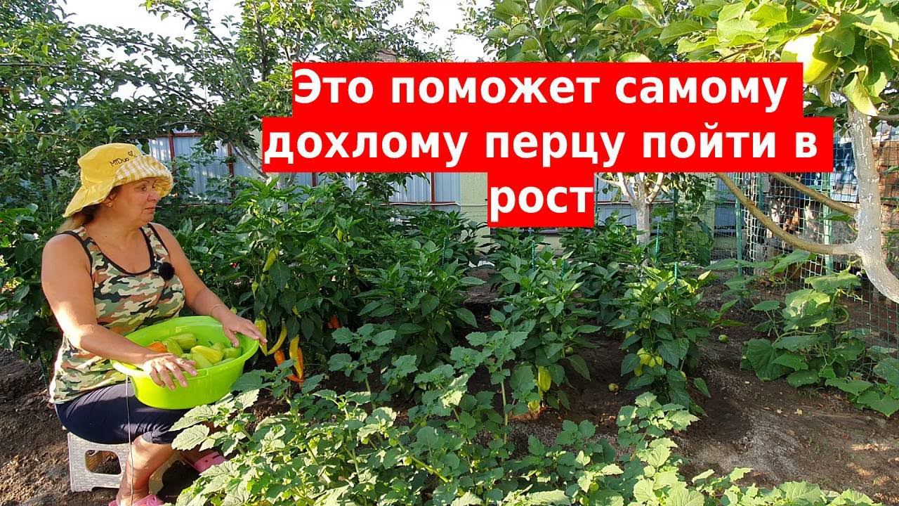Если перец плохо растет, то такая обработка даст бурный рост и развитие смотреть онлайн