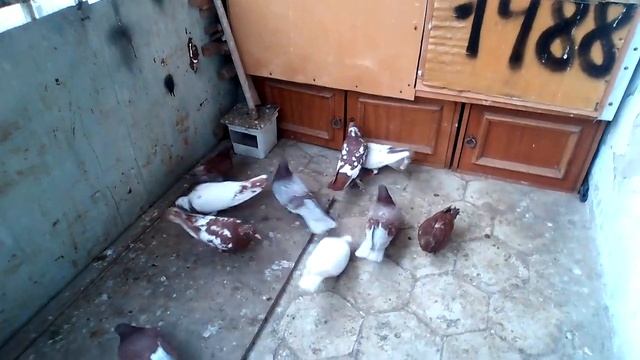 бакинские голуби