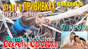 Всё о Прививках Плодовых. VIDEO 2. Отчёт о Прививках, Как принялись Черенки. Секреты Садовода.