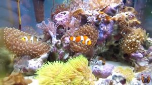 Как правильно выбрать и купить рыбку клоуна Amphiprion ocellaris