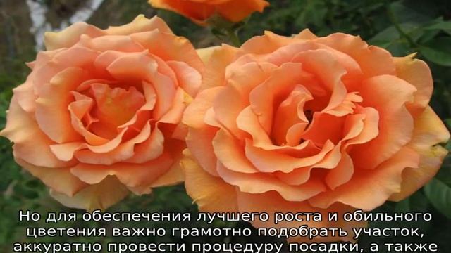 Роза Ашрам смотреть онлайн