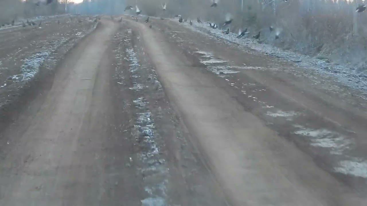 куры