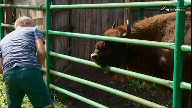 Девять серпуховских зубров отправились на постоянное место жительство в национальный парк Угра смотреть онлайн