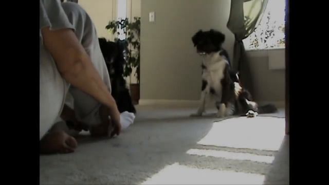 Fun Games For Dogs   Taking Off  Socks 1+ 2