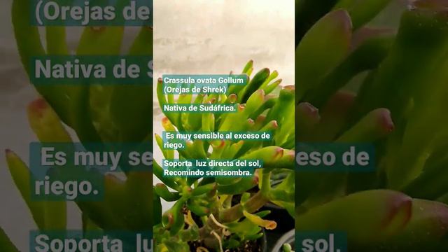 crassula ovata Gollum🙉 смотреть онлайн