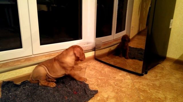 Щенок бордоского дога гавкает на холодильник. (Bordeaux puppy dog) www.diamantardent.com смотреть онлайн
