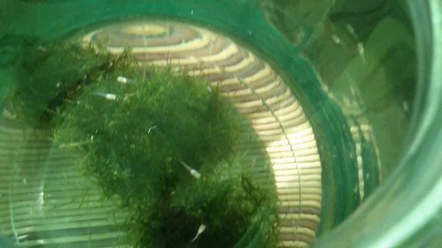 Ночной аквариум смотреть онлайн