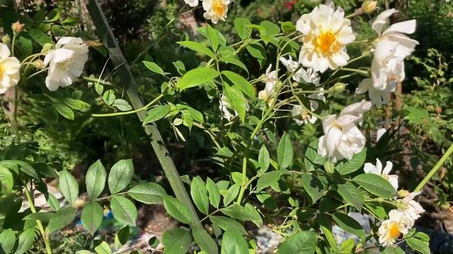 Magic Garden - RAMBLING ROSES/RÓŻE PNĄCE/ KLETTERROSEN/バラBara (napisy/subtitles/Untertitel/字幕Jimaku смотреть онлайн