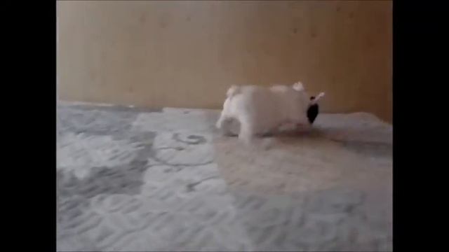 Sales Girl French Bulldog смотреть онлайн