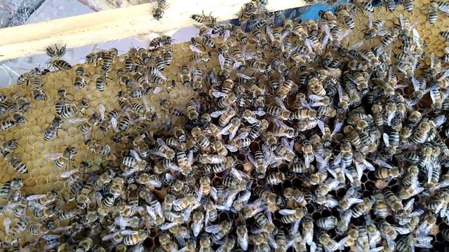 Заключительный рой кавказских пчел смотреть онлайн