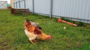 Свободный выгул для кур! Обязательно ли нужен?