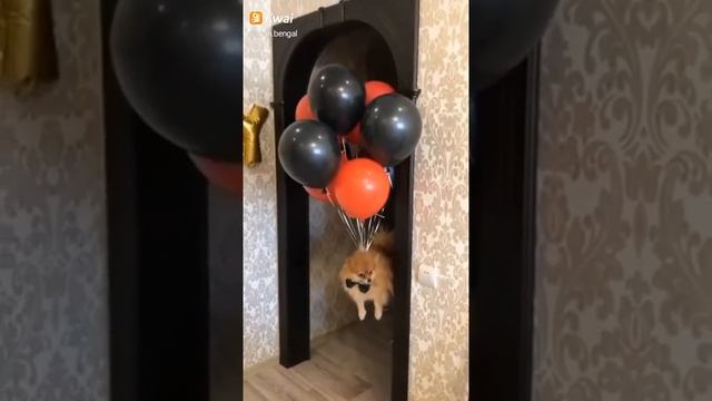 Собака на шариках смотреть онлайн