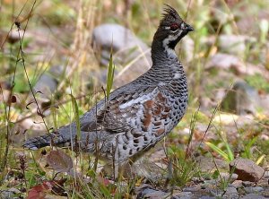 Чудесный мир пернатых. Вести с фотоловушки. Порхалище для птиц.
