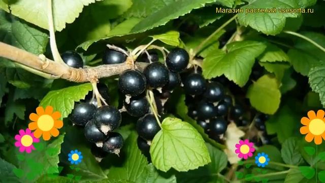 Смородина черная Багира. Краткий обзор, описание характеристик, где купить саженцы Bagira