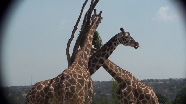 Jirafas / Giraffa camelopardalis смотреть онлайн