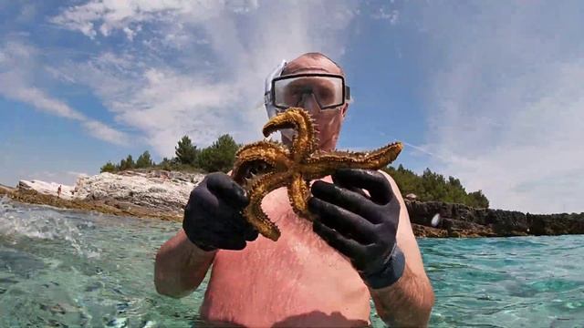 КРАБЫ,ЗВЁЗДЫ,МОРСКИЕ - ЁЖИКИ ОГУРЦЫ И МНОГОЕ !!/ ПЛАВАЕМ В НАСТОЯЩЕМ МОРЕ!/ ВЛОГ #4 смотреть онлайн