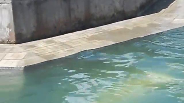 Шилка и Герда Новосибирский зоопарк 20.08.2014г. смотреть онлайн