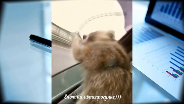 Юмор, смех, приколы! Самая лучшая подборка! Начало сентября 2020! Посмотри, зарядись позитивом))) смотреть онлайн