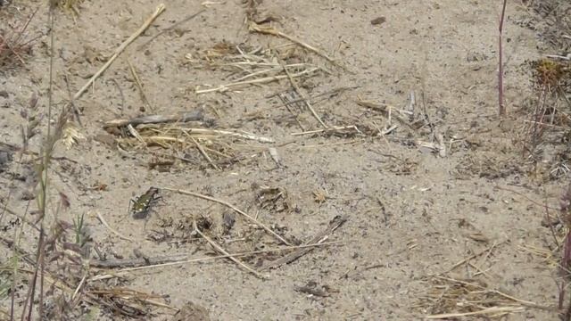 Жук-скакун ( Cicindela soluta ) смотреть онлайн