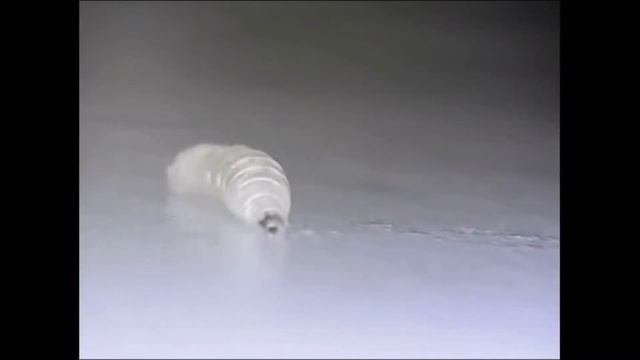 Piezo-like Gene Regulates Locomotion in Drosophila Larvae смотреть онлайн