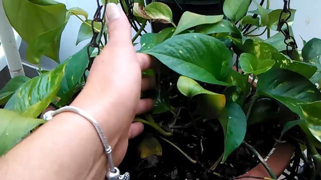 moms spider plant смотреть онлайн