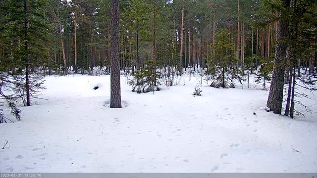 Metsis::Tetrao urogallus смотреть онлайн