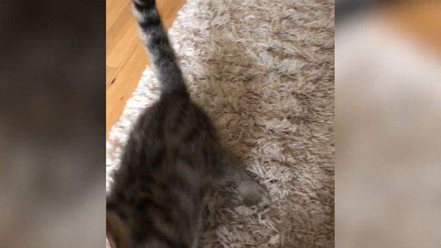 A day in the life of kittens! | What do kittens do all day? смотреть онлайн