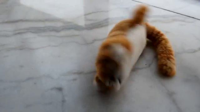 Хохочущий кот смотреть онлайн
