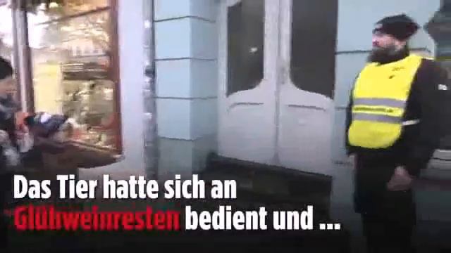 Denkmal fuer erschossenen Waschbaeren [ Erfurt, Germany ] ( Dec 2019 ) смотреть онлайн