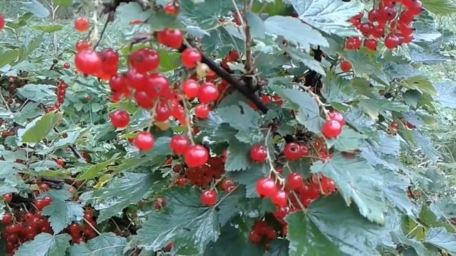 Сбор ягод в саду Дождик ягодам помеха #berry #ягоды #сборягод #выращивание #pickingberries #growing смотреть онлайн