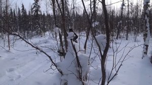 ЗА ДРОВАМИ В ТАЙГУ. КАК ХОДИТ БУРАН В ЦЕЛИК. САМОДЕЛЬНЫЙ СНЕГОХОД СМ-002 В ПУХЛЯКЕ КОРОЛЬ.