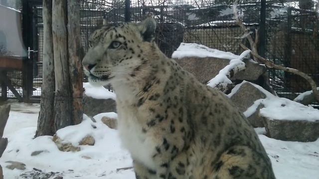 ВЕЧЕР С ХАРЗАМИ, РЫСЯМИ И БАРСОМ смотреть онлайн