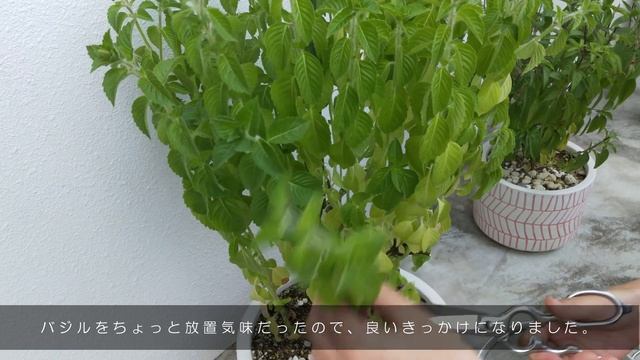 【Vlog】収穫の秋とバジルソース作り｜初めてのハンドブレンダー｜スワッグ完成｜東京trip購入品 смотреть онлайн